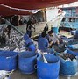 Penghasil Ikan Koi Terbesar Di Indonesia